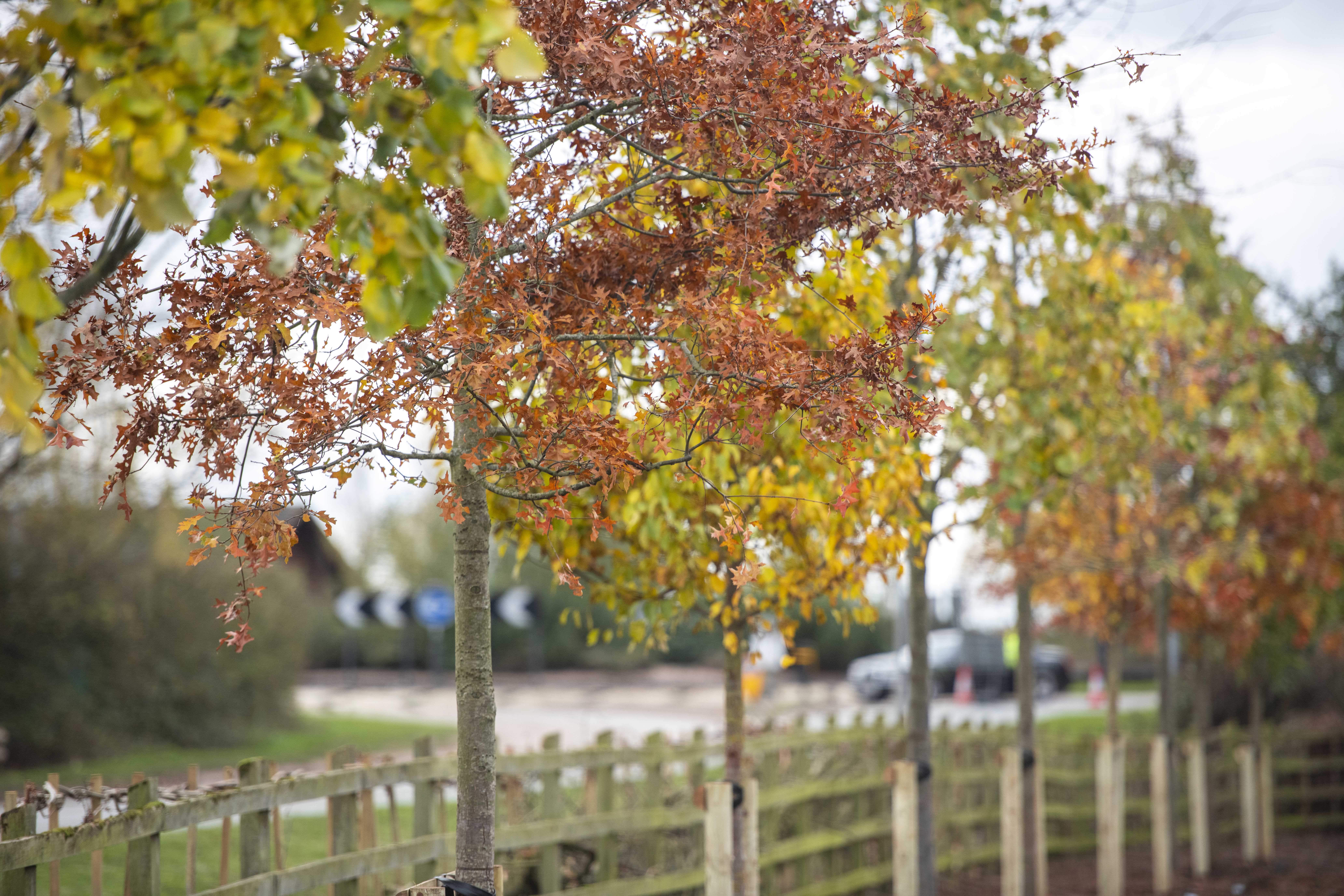 Queen's Green Canopy Image