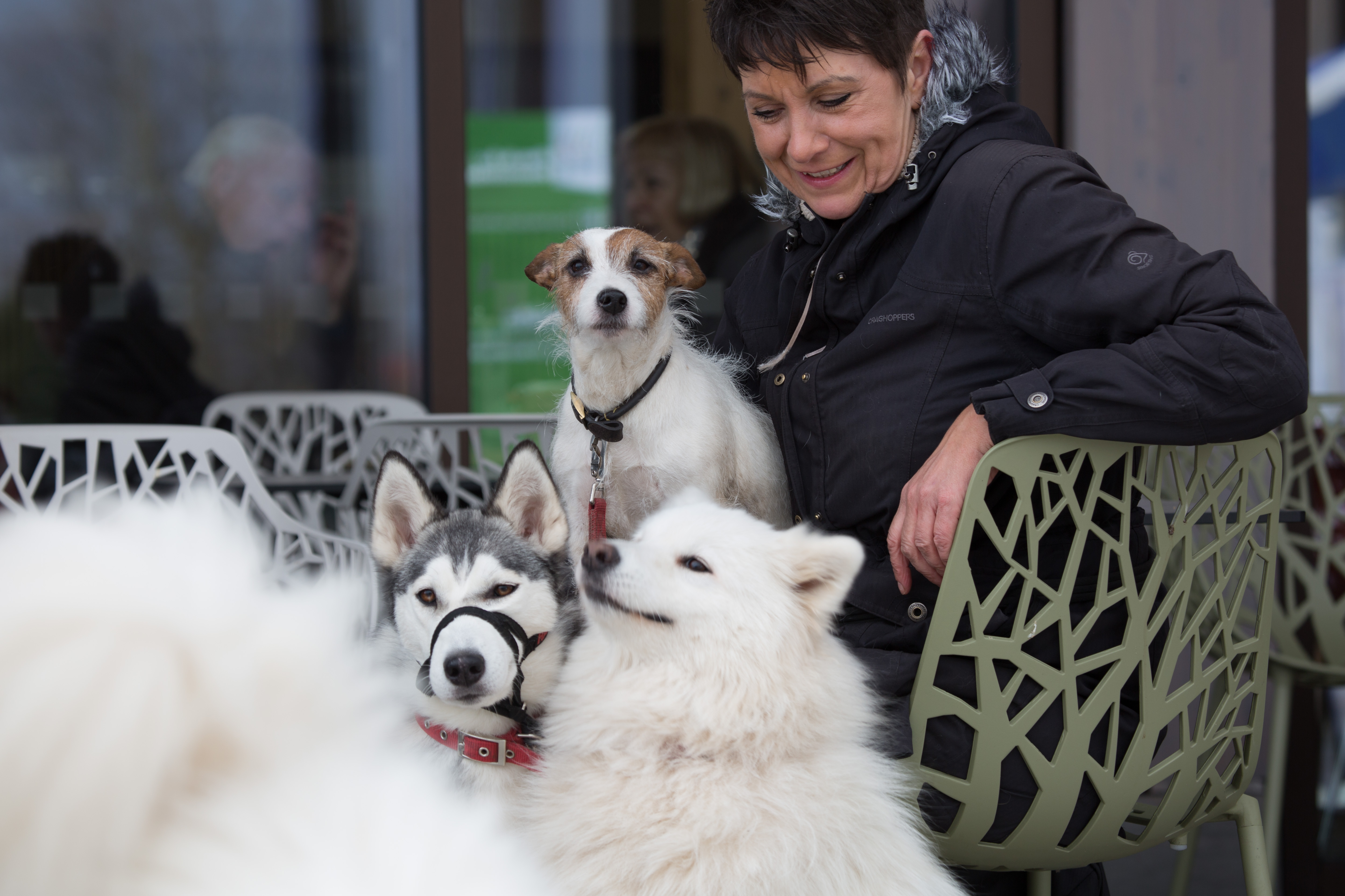 Dogs in Heroes' Square