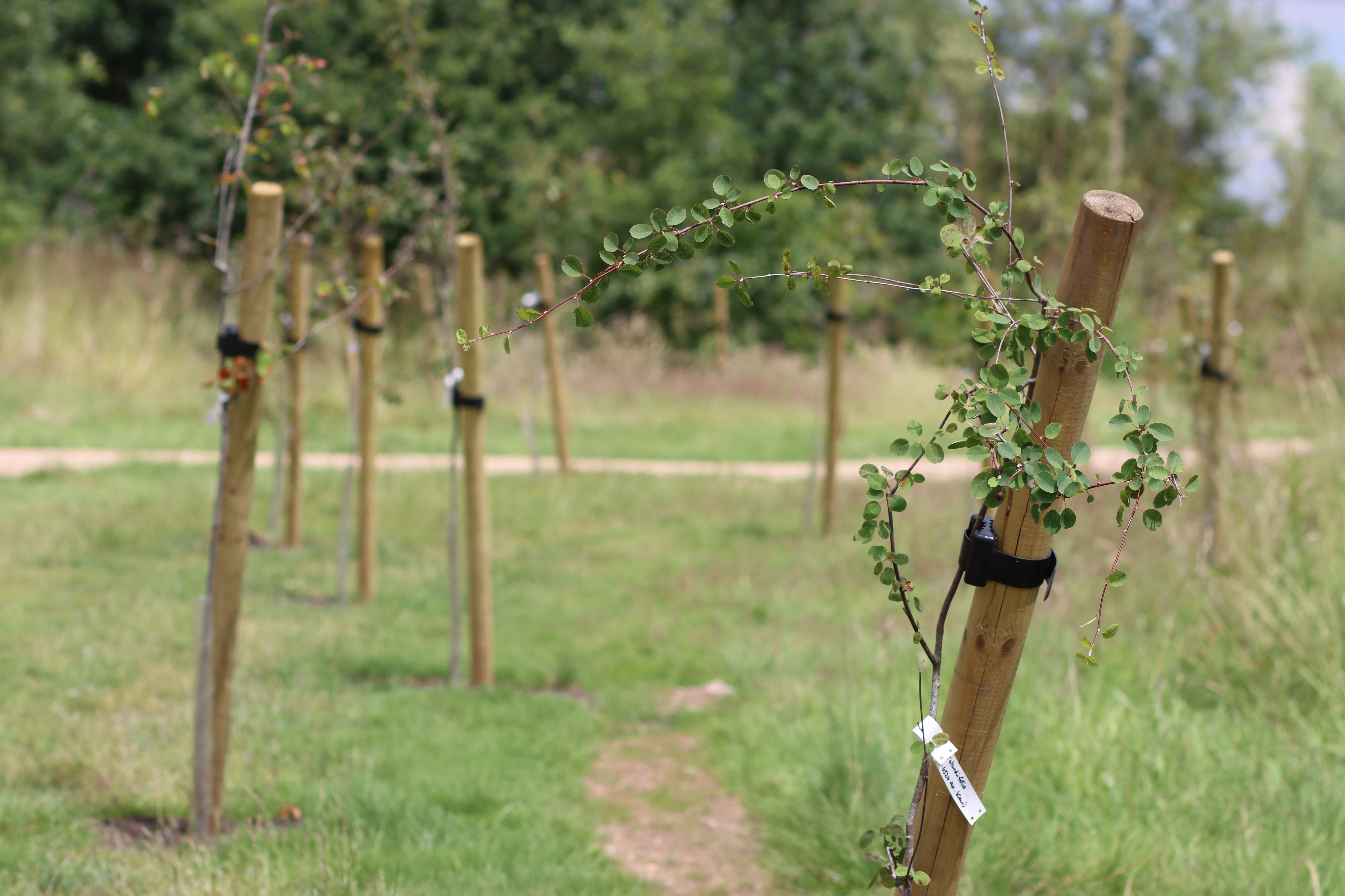 Young Amalanchier saplings line the sides of the Arboretum's Amalanchier Walk