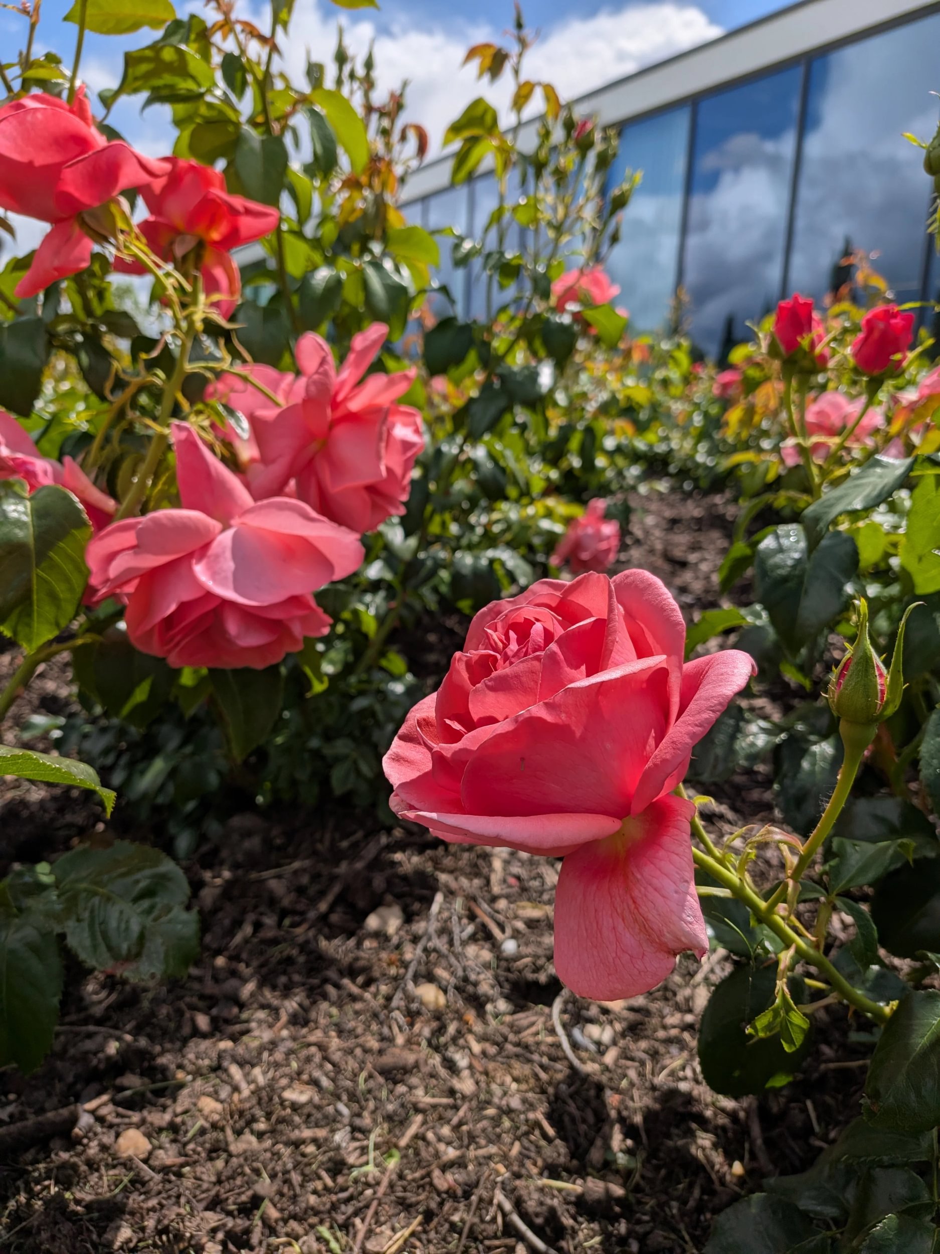 Catherines Rose is a vibrant pink colour with large petals. It is in bloom in front of the polar bear memorial.