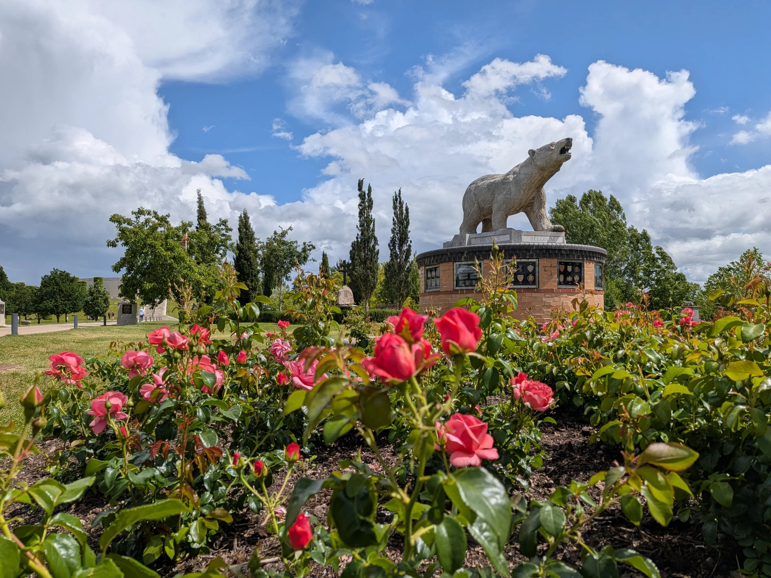 Catherines Rose is a vibrant pink colour with large petals. It is in bloom in front of the polar bear memorial.