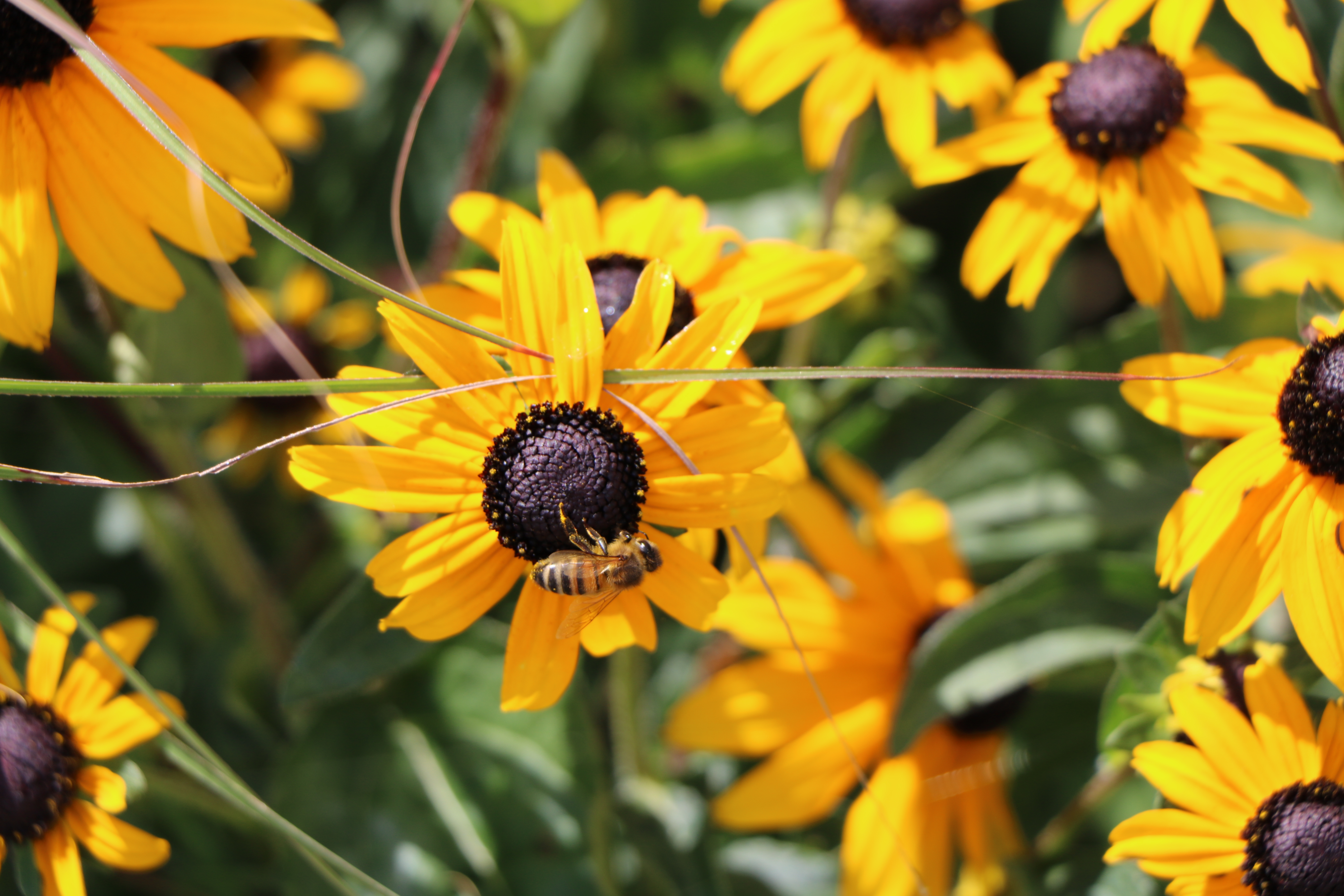 Bee on yellow flowers at the National Remembrance Gardens