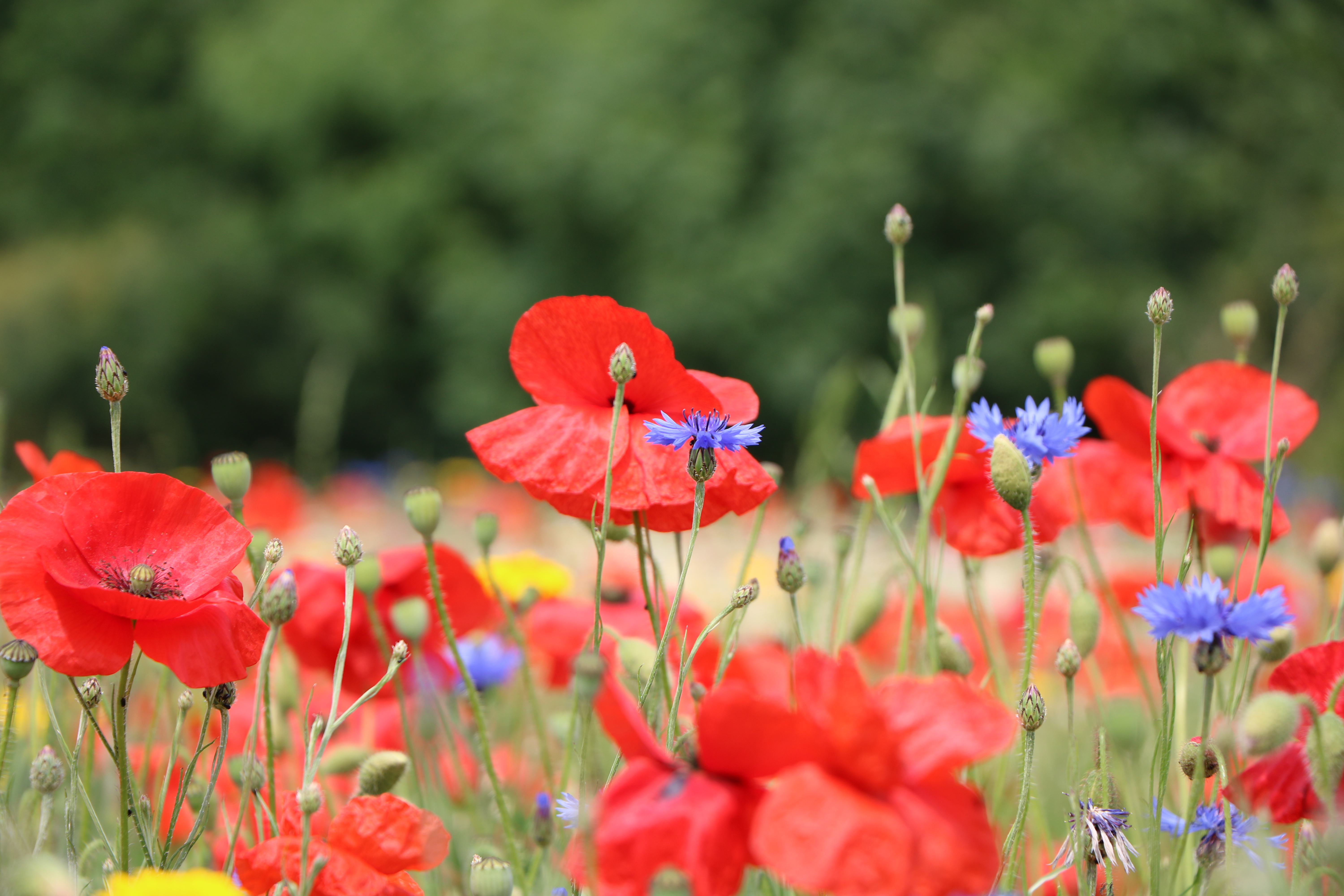Image of flowering poppies