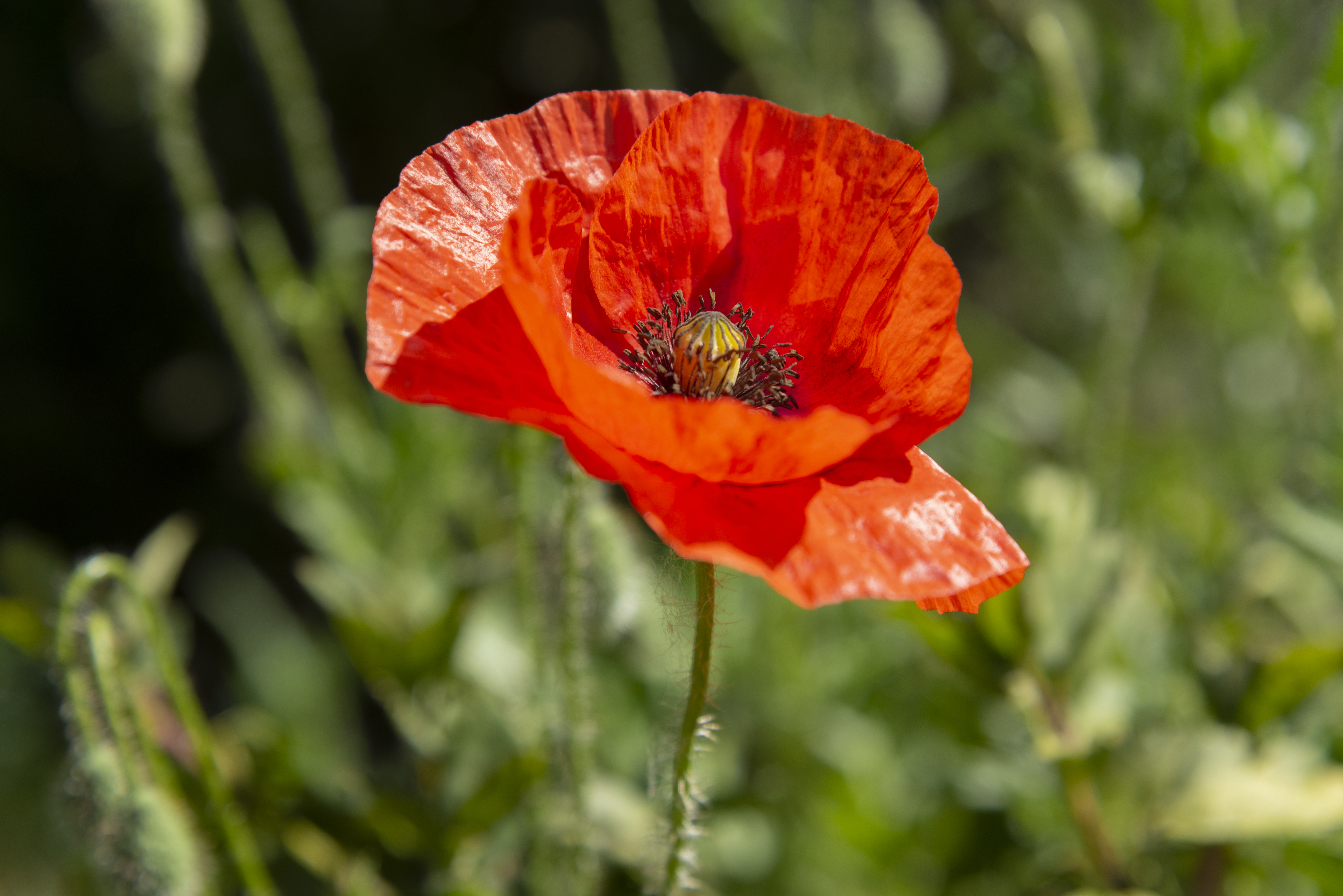 Close up of poppy