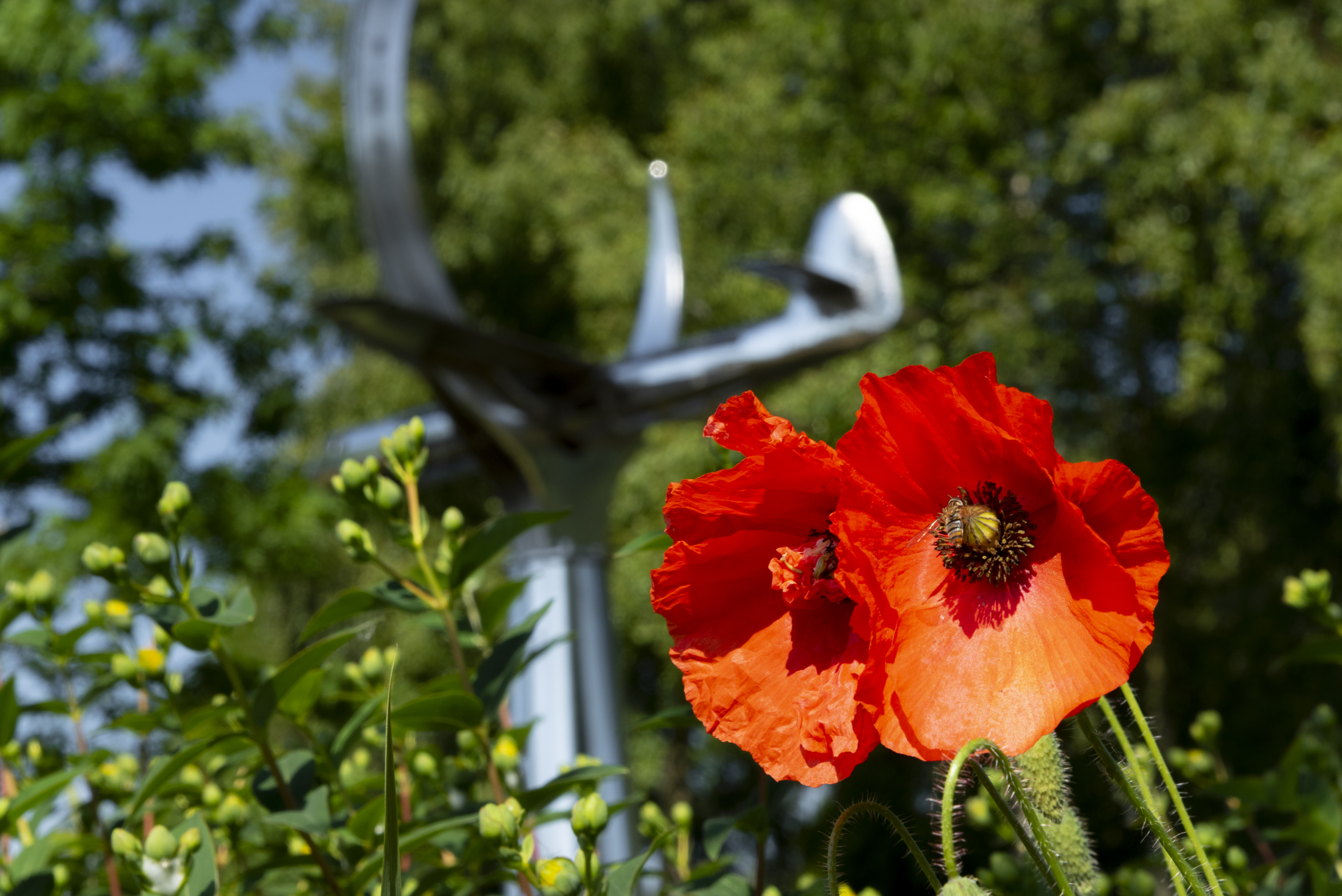 Poppies Close Up