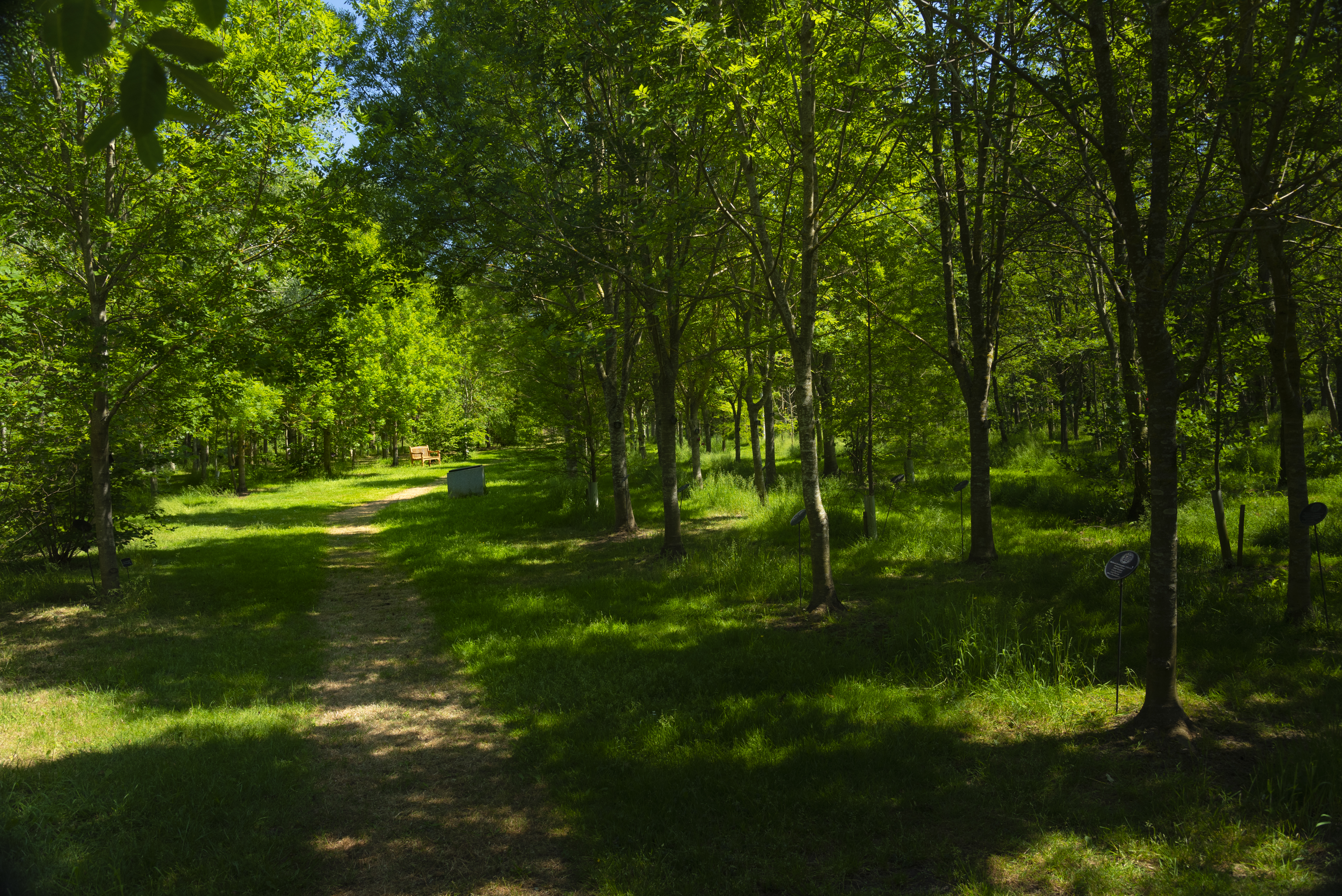 Woodland Pathway