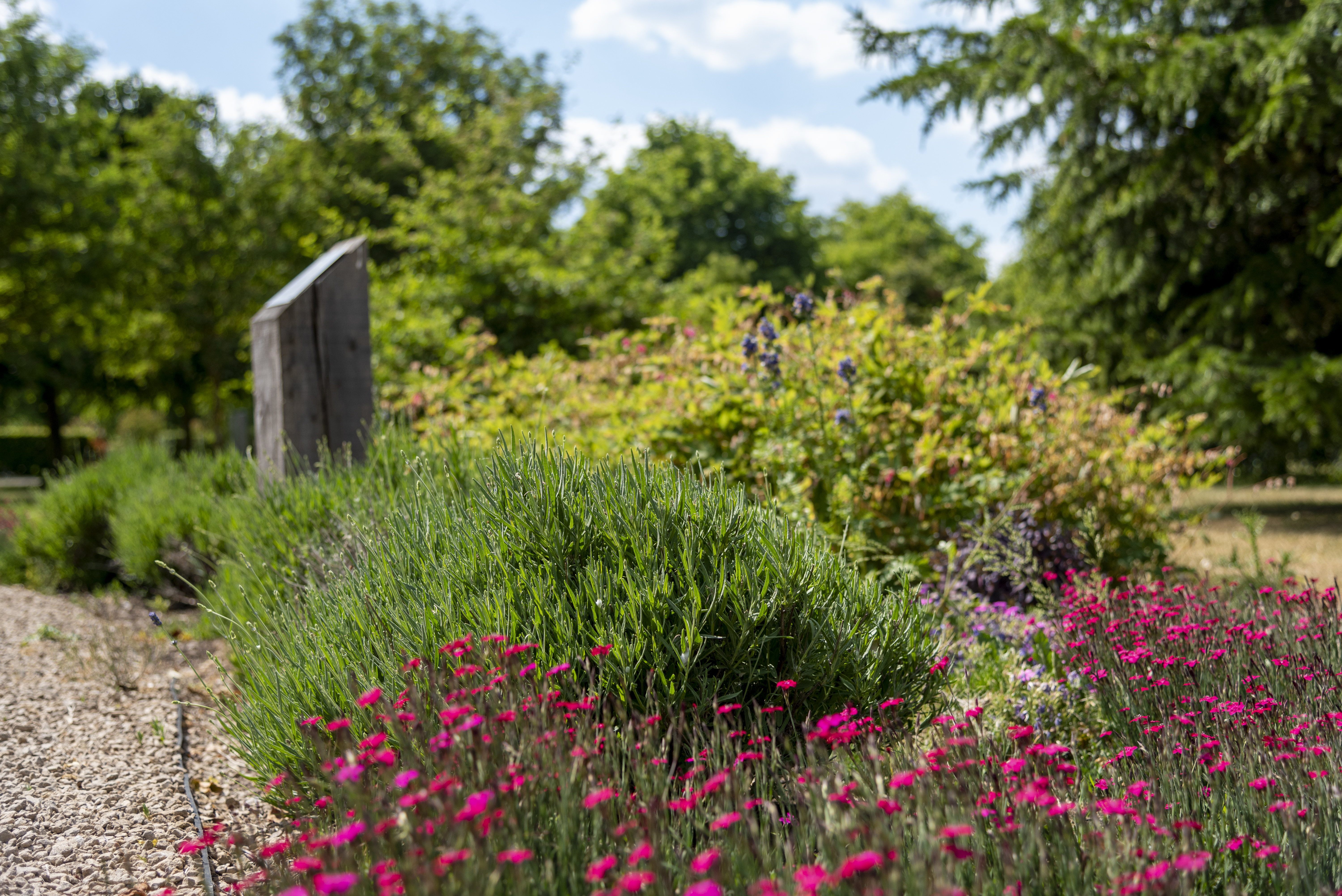 Close up of flowers and shrubs
