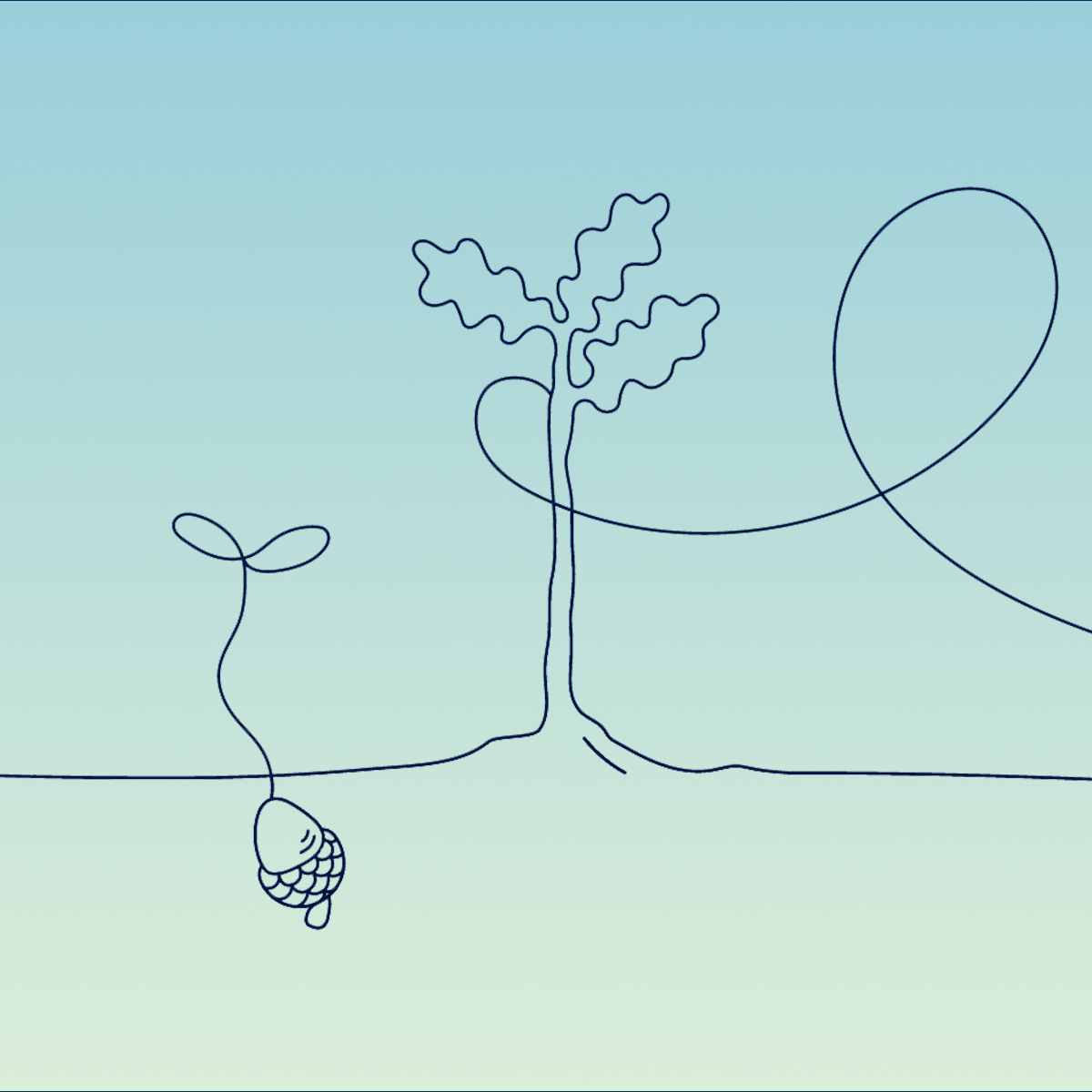 Line art showing an acorn growing