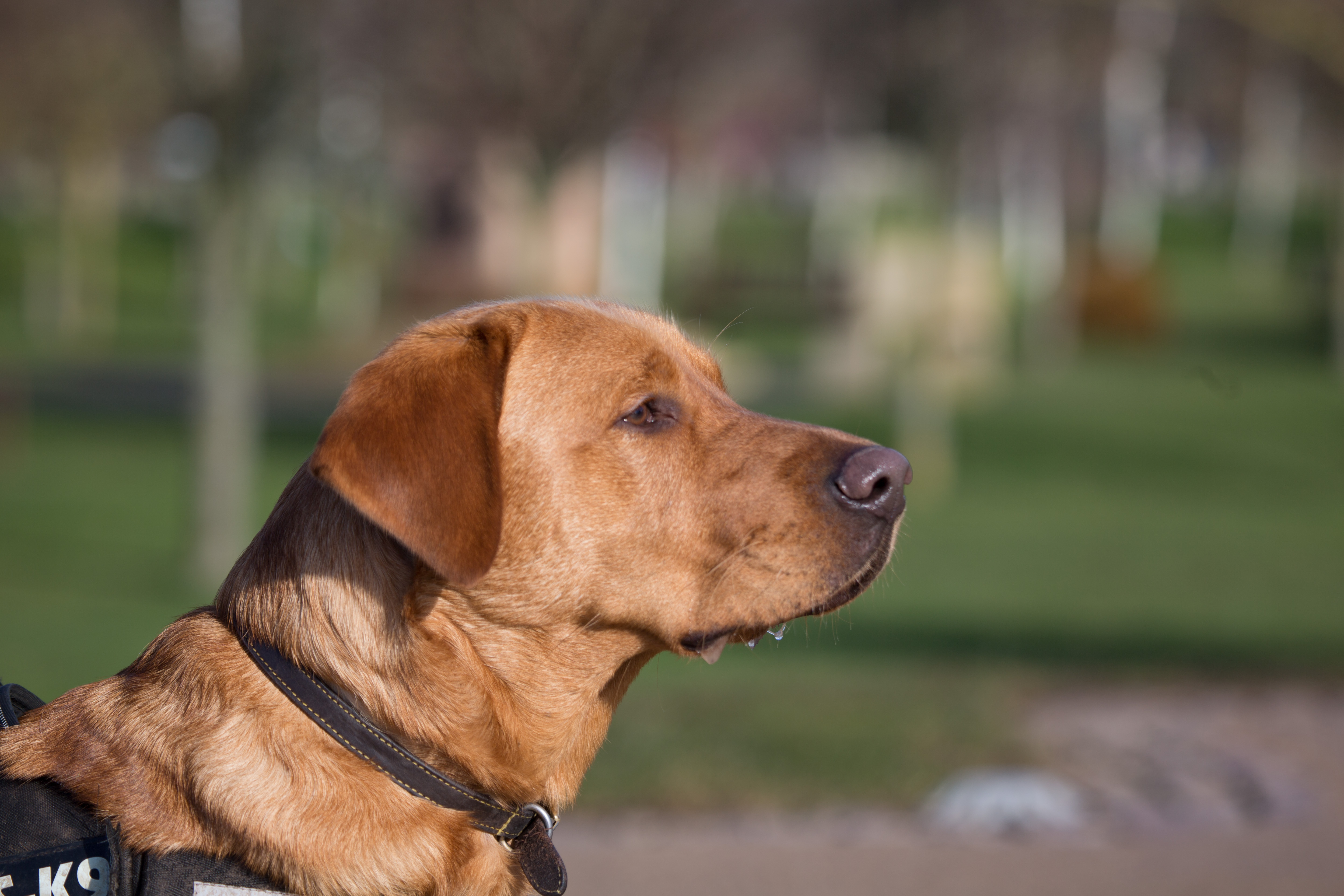 A brown dog walks on a lead at the National Remembrance Gardens