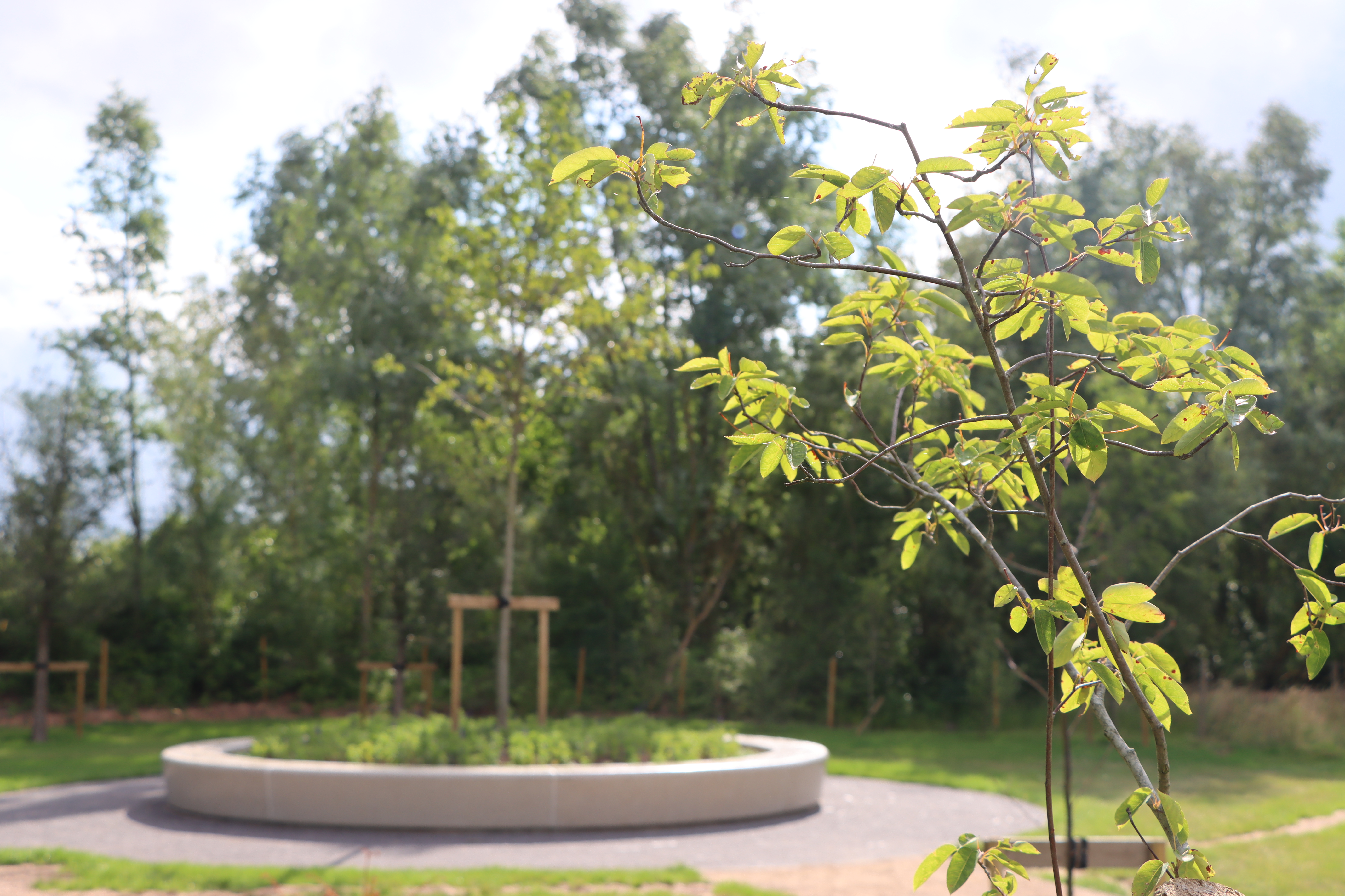 An Alder Tree, sitting at the heart of the Trees of Life Glade