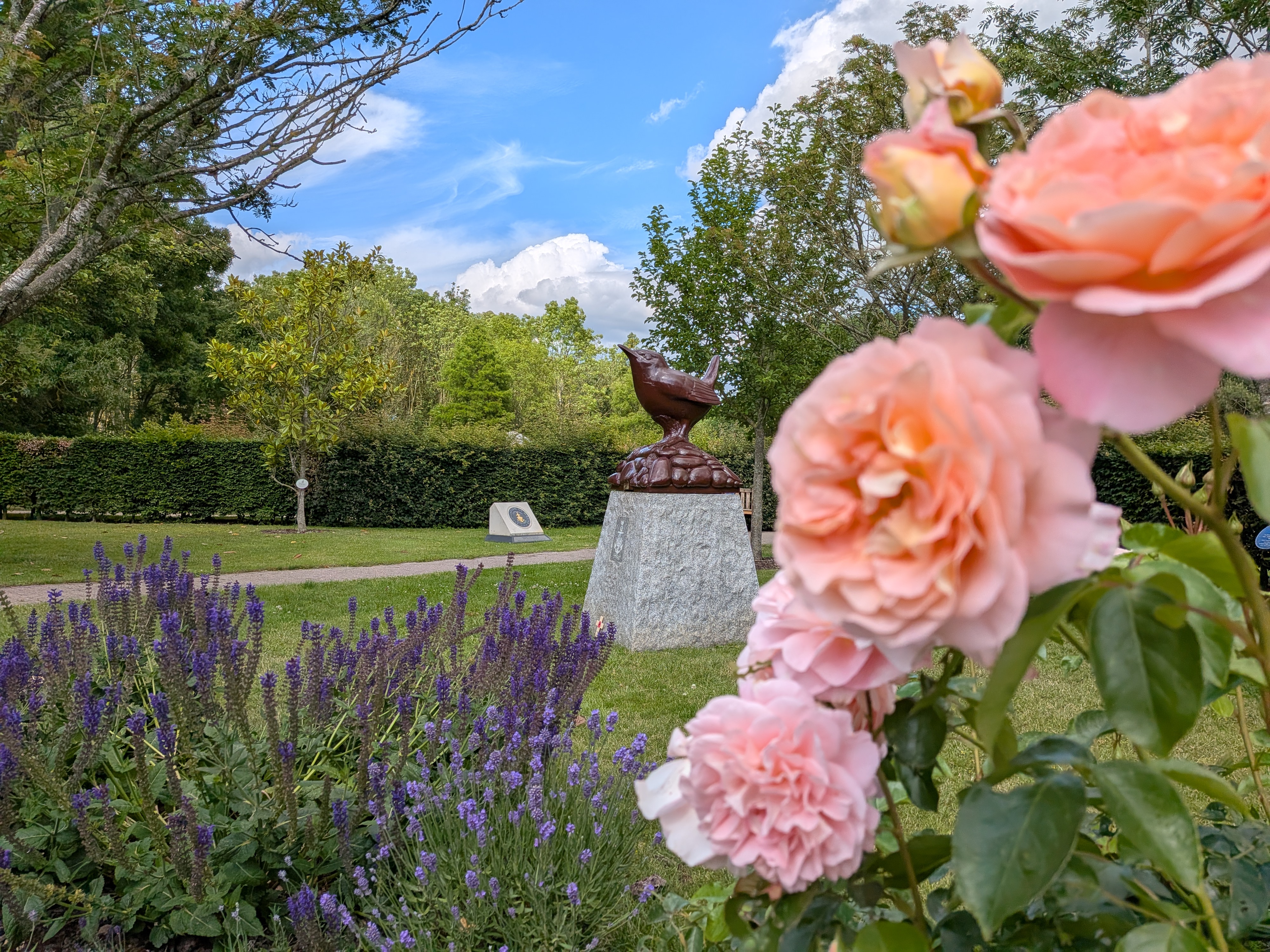 Women's Royal Naval Service Memorial Garden blooming with pink roses.