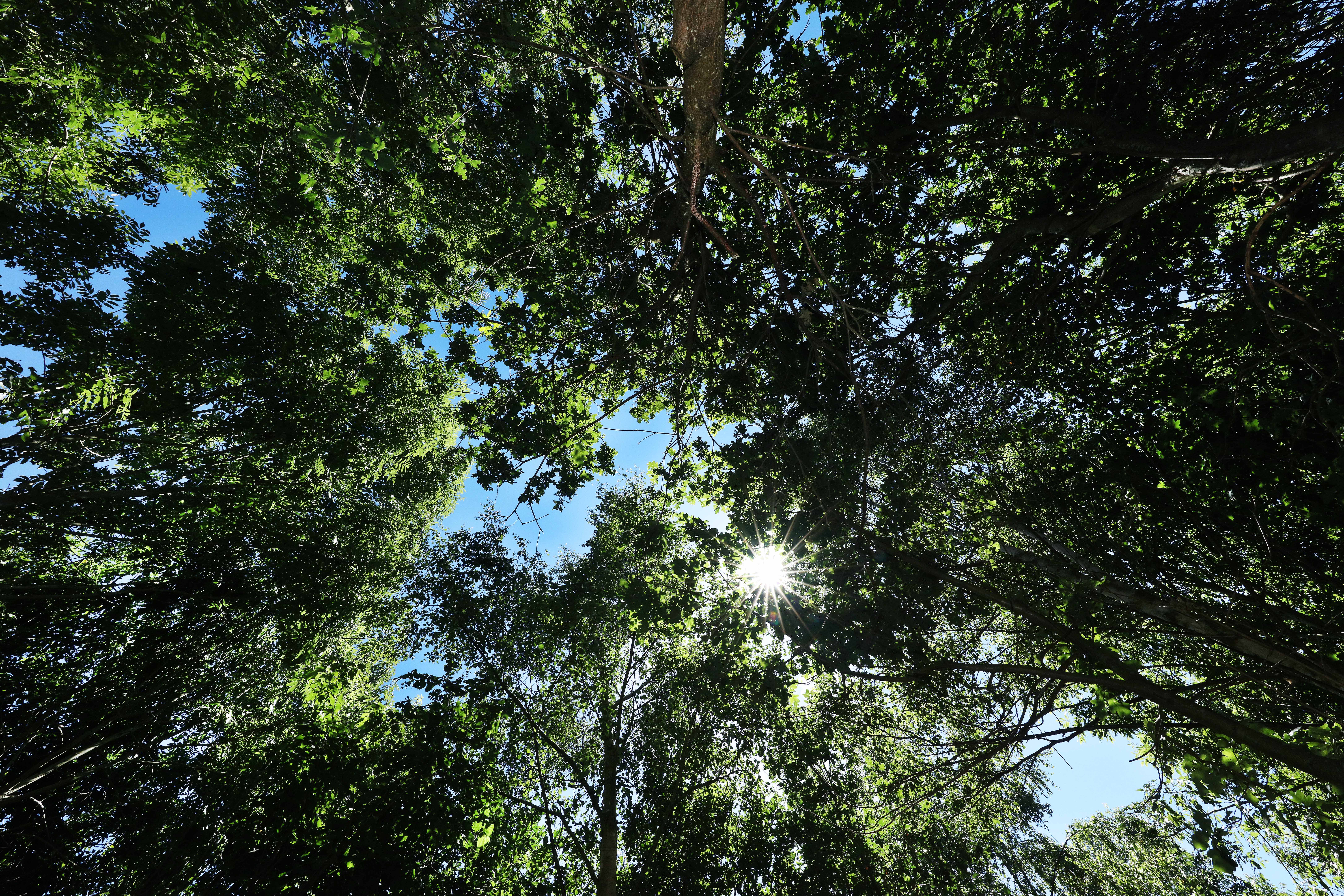 Looking up at a woodland canopy, seeing the sun poke through between the branches.