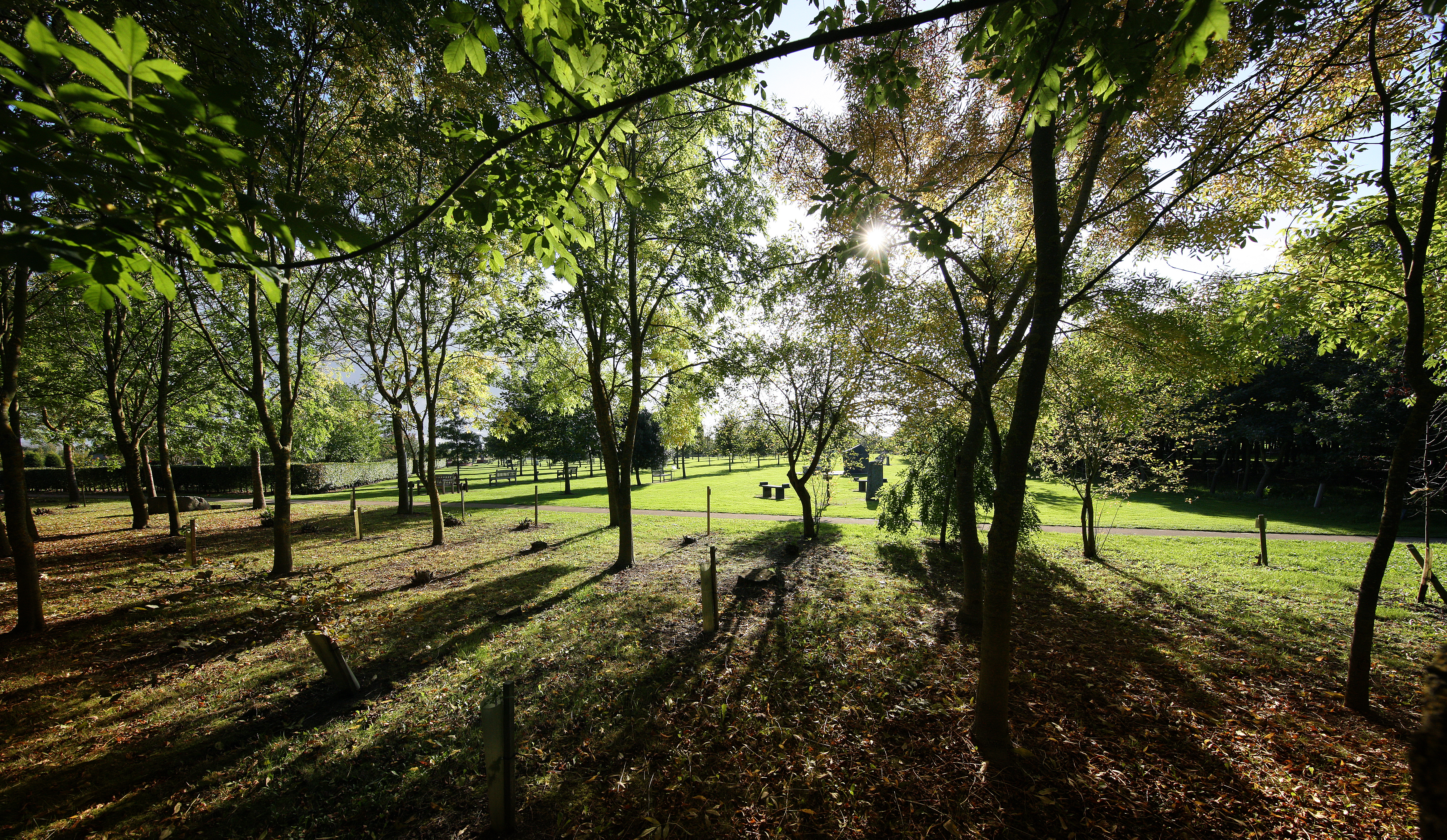 The Ulster Ash Wood