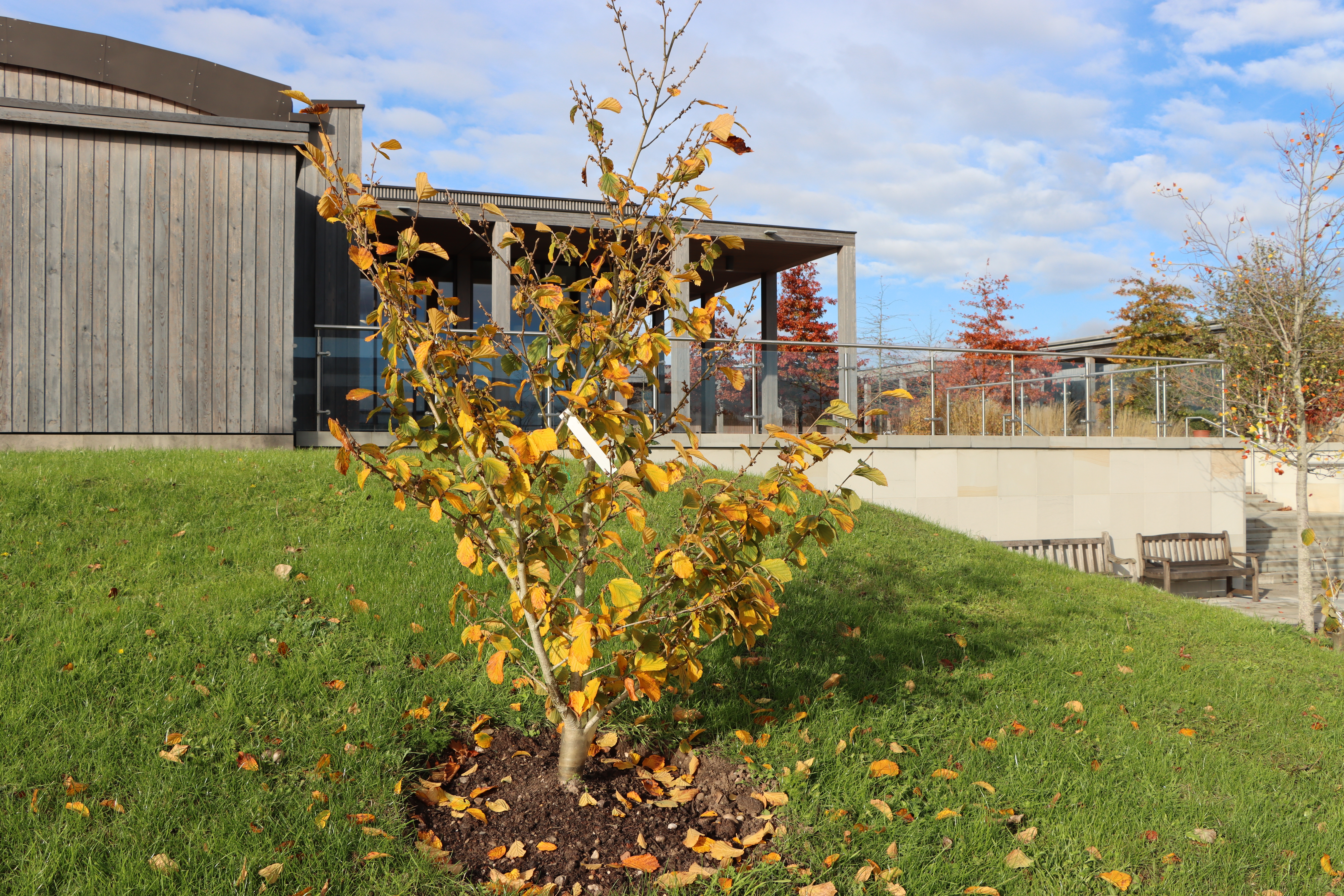 Hamamelis planted on the bank leading to Heroes' Square