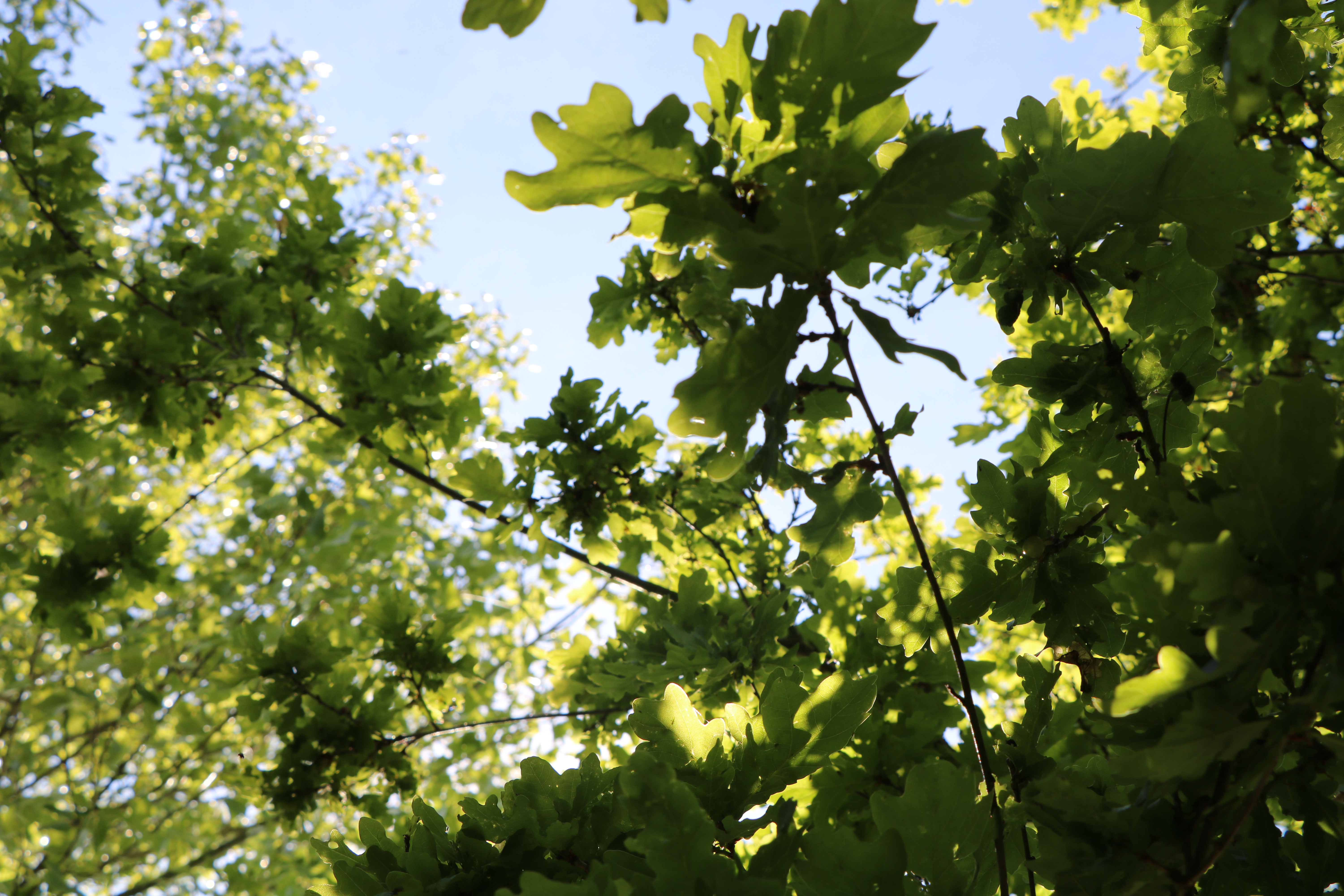 Canopy of Trees